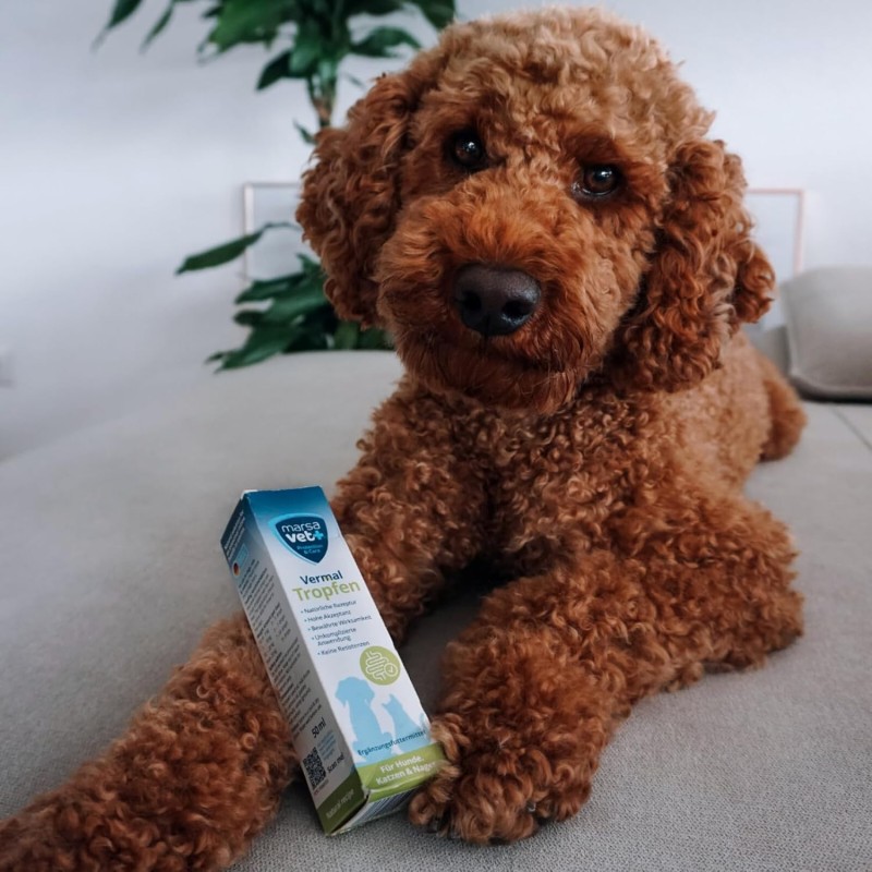 Marsavet Vermal Druppels – Na Wormbesmetting 50 ml – with dog