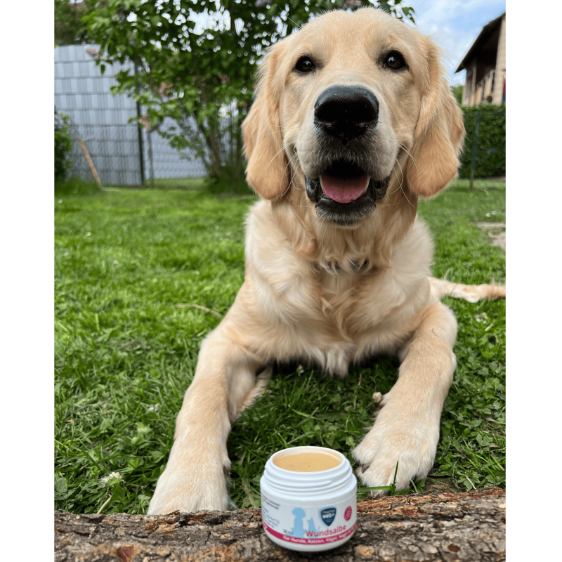Marsavet Wundsalbe – Wundheilung Haustiere 30 ml – with dog