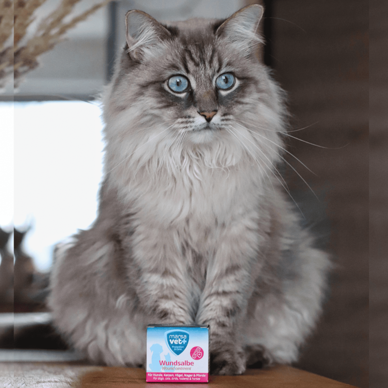 Marsavet Wundsalbe – Wundheilung Haustiere 30 ml – with cat